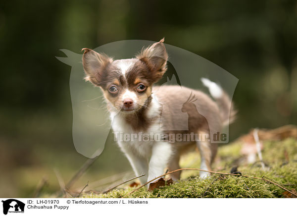 Chihuahua Puppy / LH-01970