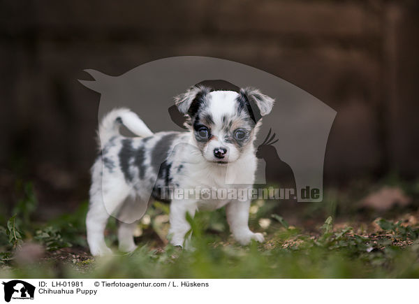 Chihuahua Puppy / LH-01981