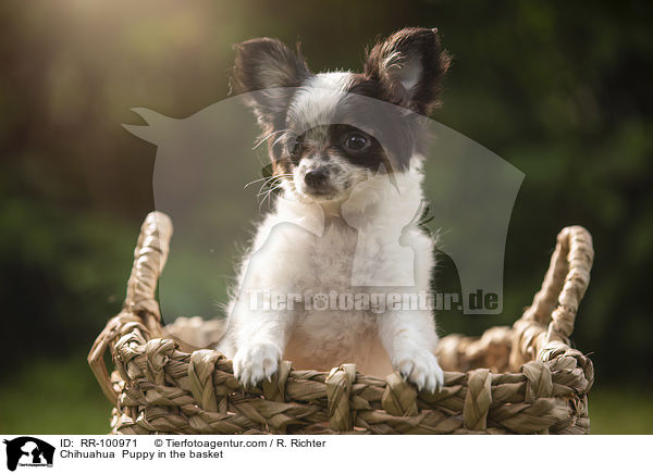 Chihuahua  Puppy in the basket / RR-100971