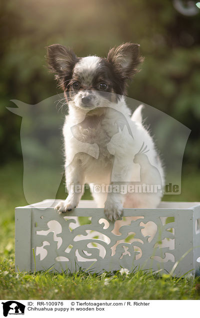Chihuahua Welpe in Holzkiste / Chihuahua puppy in wooden box / RR-100976