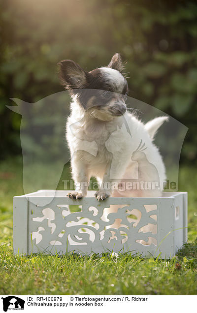 Chihuahua Welpe in Holzkiste / Chihuahua puppy in wooden box / RR-100979