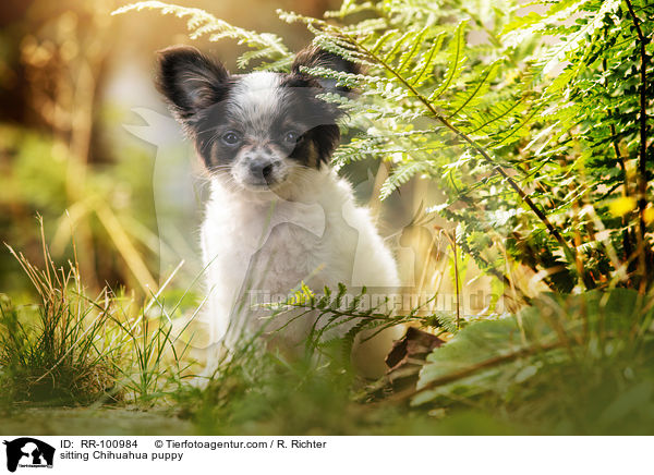 sitting Chihuahua puppy / RR-100984