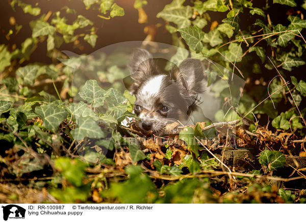 lying Chihuahua puppy / RR-100987