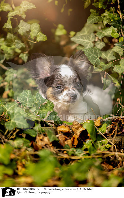 lying Chihuahua puppy / RR-100989