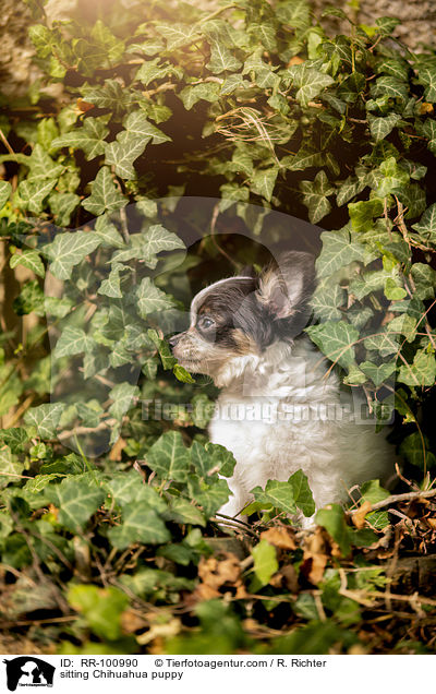 sitting Chihuahua puppy / RR-100990