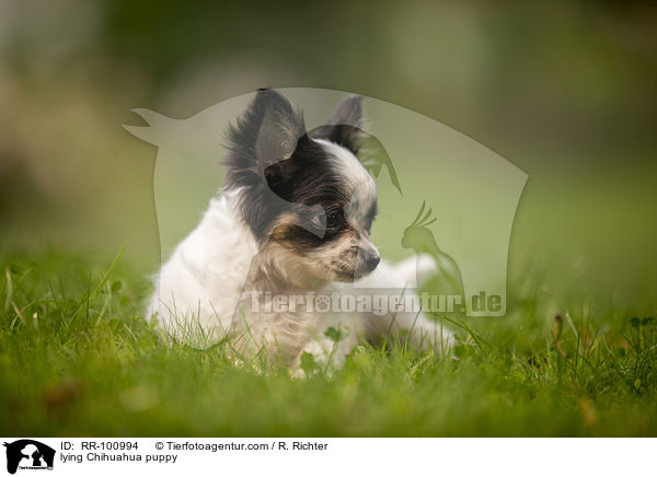 lying Chihuahua puppy / RR-100994