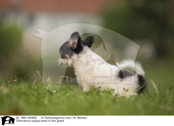 Chihuahua Welpe pullert ins Gras / Chihuahua puppy pees in the grass / RR-100995