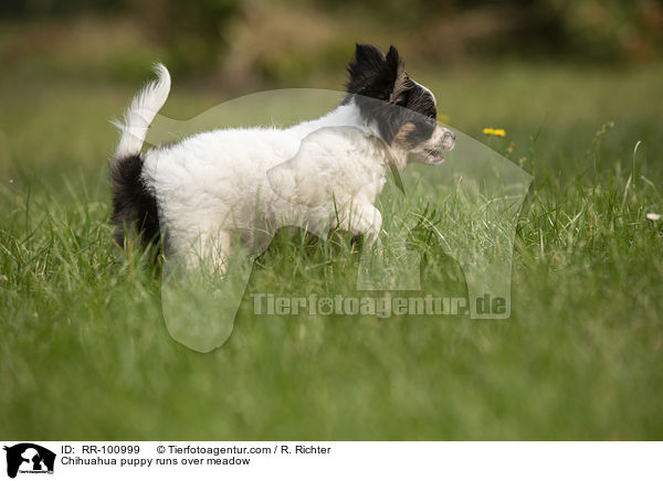 Chihuahua puppy runs over meadow / RR-100999