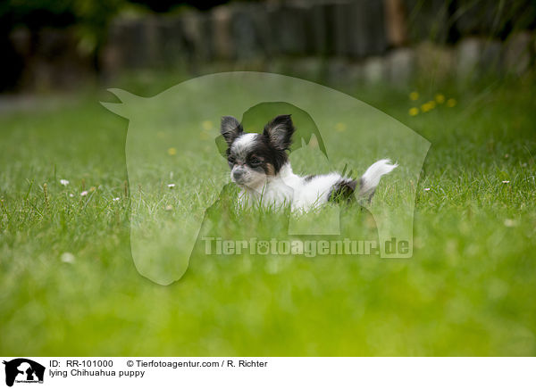 lying Chihuahua puppy / RR-101000