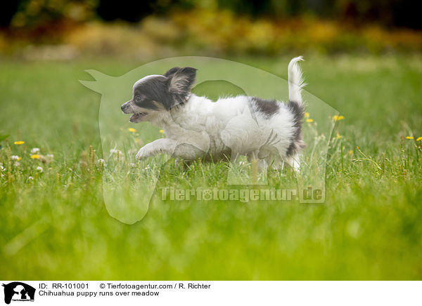 Chihuahua puppy runs over meadow / RR-101001