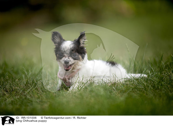 lying Chihuahua puppy / RR-101006