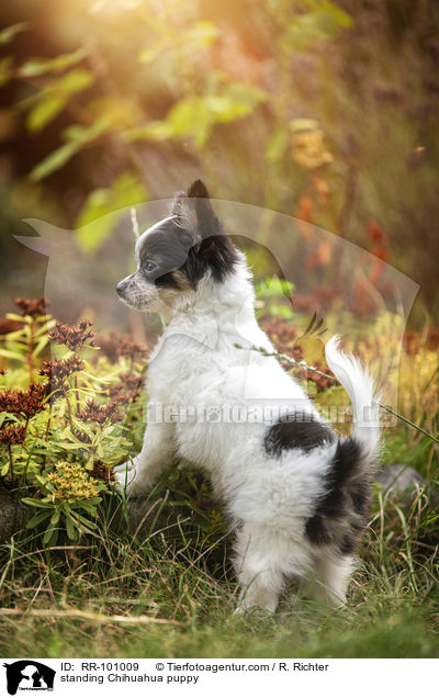 standing Chihuahua puppy / RR-101009
