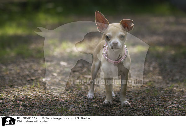 Chihuahua with collar / SB-01119