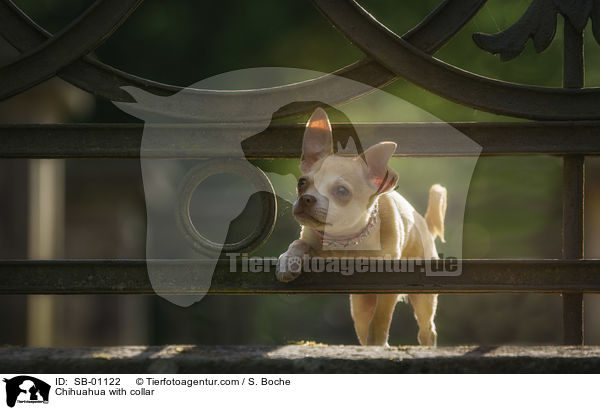 Chihuahua with collar / SB-01122