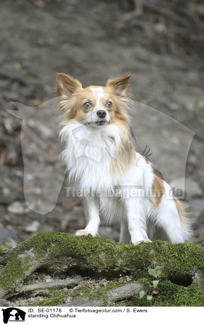 standing Chihuahua / SE-01178