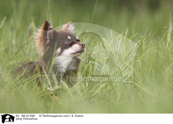 lying Chihuahua / SE-01399