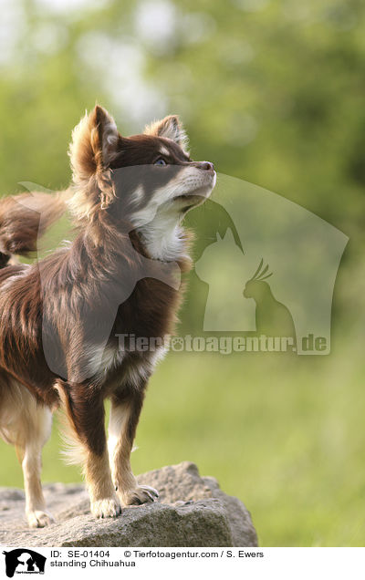 standing Chihuahua / SE-01404