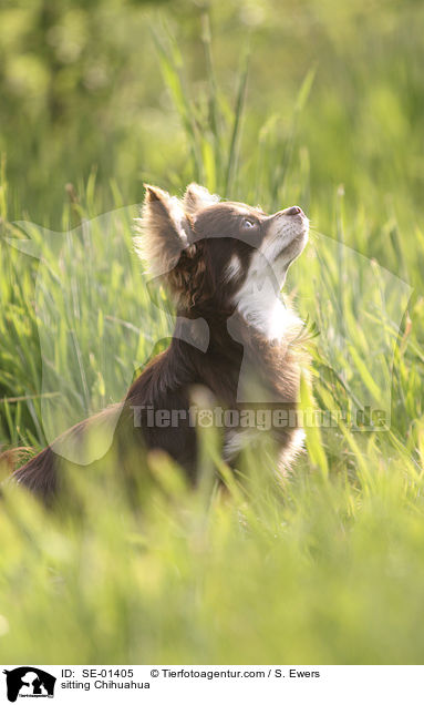 sitting Chihuahua / SE-01405