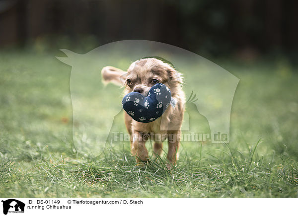 running Chihuahua / DS-01149