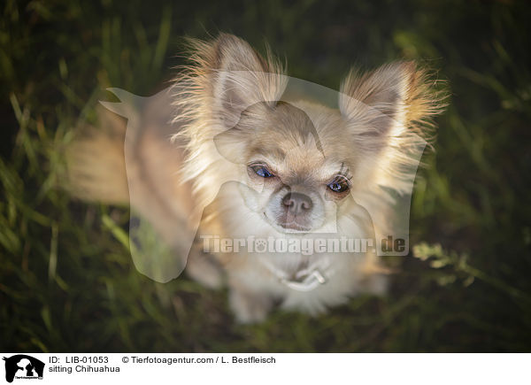 sitting Chihuahua / LIB-01053