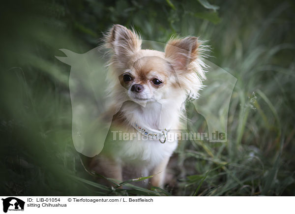 sitting Chihuahua / LIB-01054