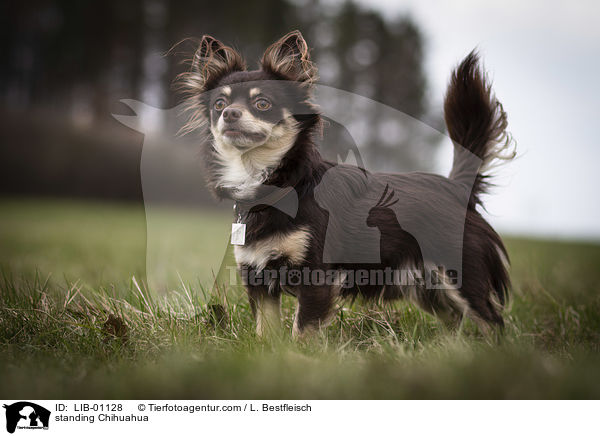 standing Chihuahua / LIB-01128