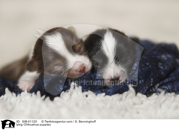 lying Chihuahua puppies / SIB-01120