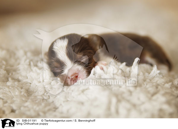 lying Chihuahua puppy / SIB-01191