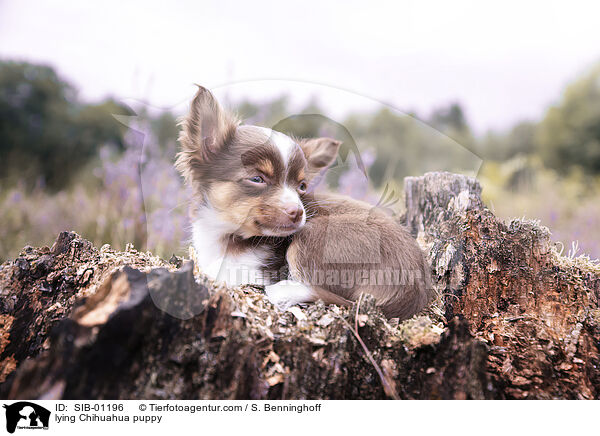 lying Chihuahua puppy / SIB-01196