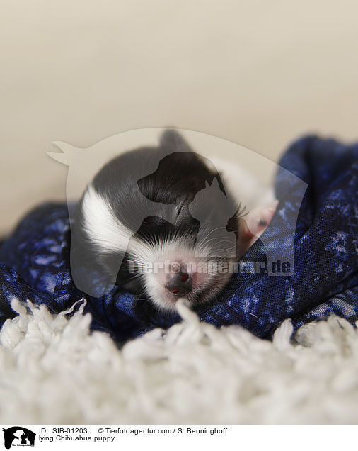 lying Chihuahua puppy / SIB-01203