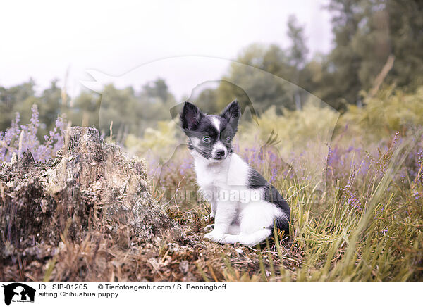 sitting Chihuahua puppy / SIB-01205