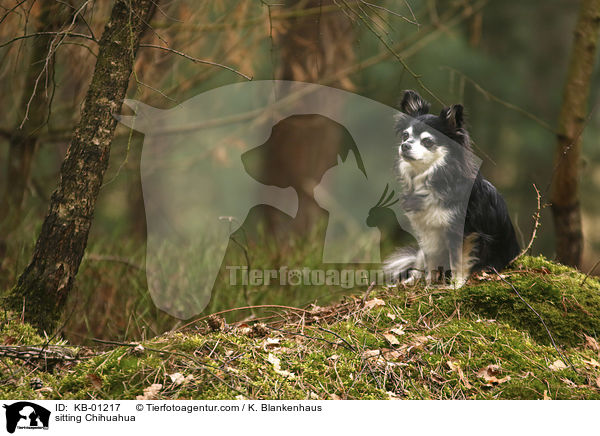 sitting Chihuahua / KB-01217