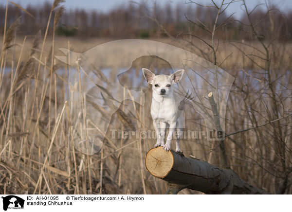standing Chihuahua / AH-01095