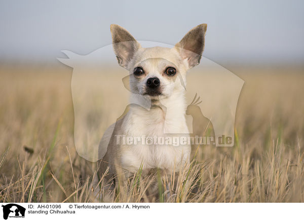 standing Chihuahua / AH-01096