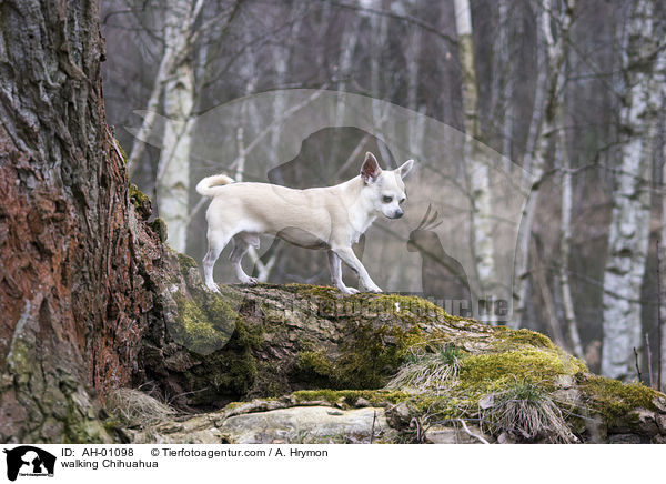 walking Chihuahua / AH-01098