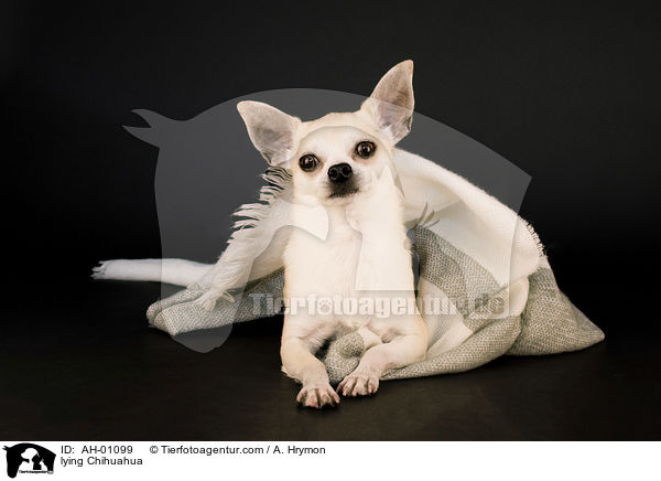 lying Chihuahua / AH-01099