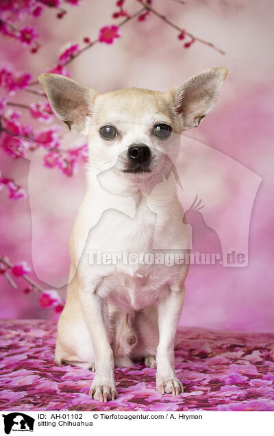 sitzender Chihuahua / sitting Chihuahua / AH-01102