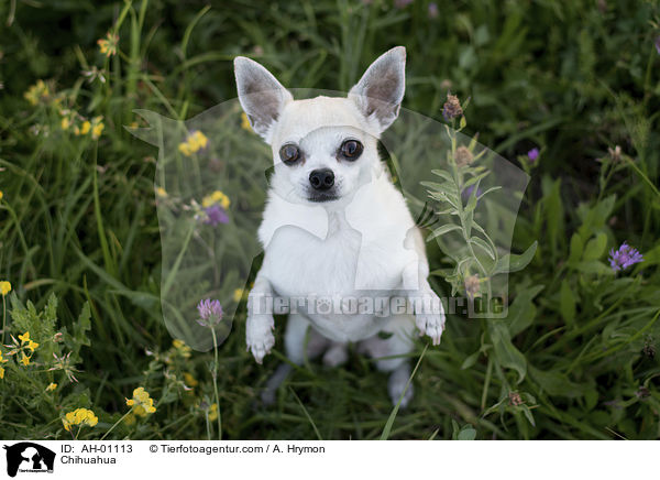 Chihuahua / AH-01113