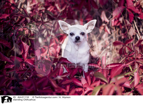 stehender Chihuahua / standing Chihuahua / AH-01118