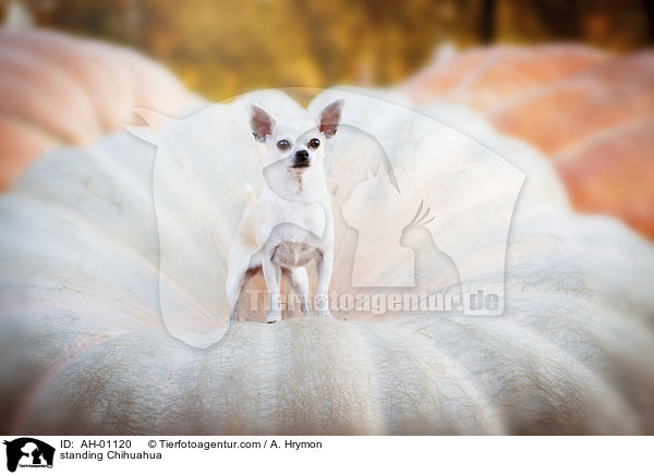 standing Chihuahua / AH-01120