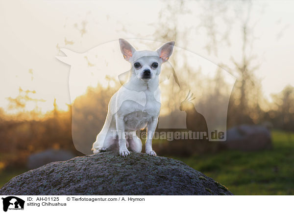 sitting Chihuahua / AH-01125