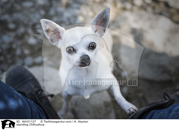standing Chihuahua / AH-01127
