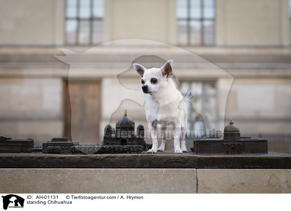standing Chihuahua / AH-01131