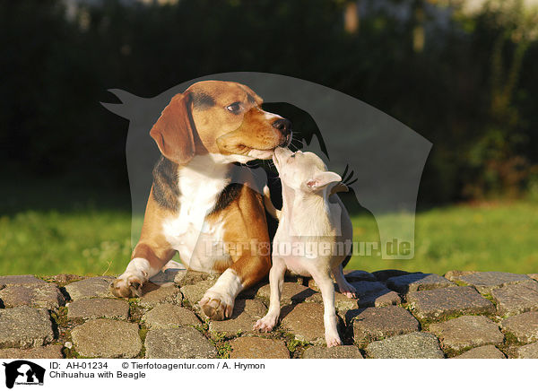 Chihuahua with Beagle / AH-01234