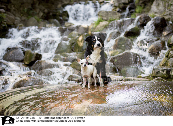 Chihuahua with Entlebucher-Mountain-Dog-Mongrel / AH-01236