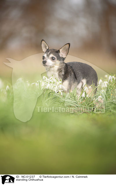 standing Chihuahua / NC-01237