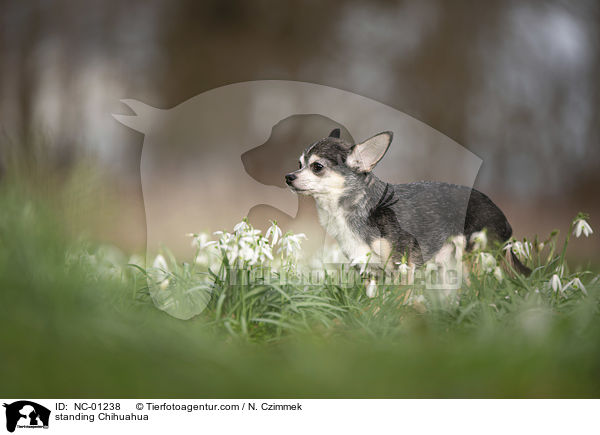 standing Chihuahua / NC-01238