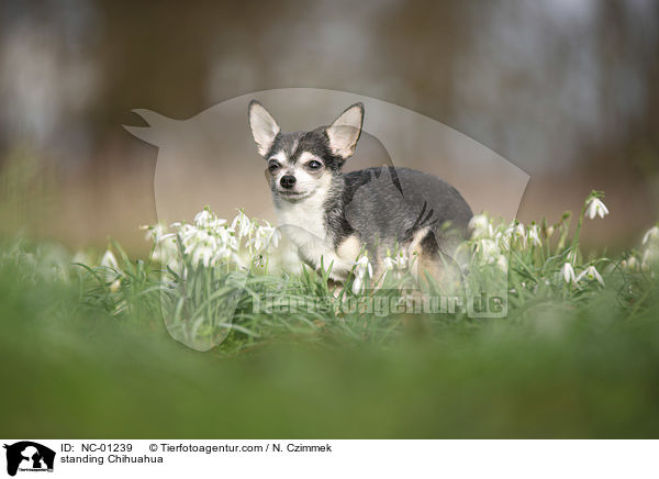 standing Chihuahua / NC-01239