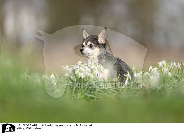 sitting Chihuahua / NC-01240