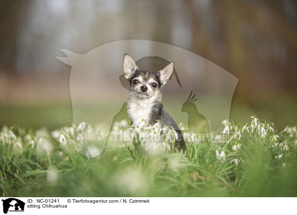 sitting Chihuahua / NC-01241